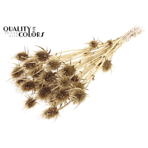 Cardi Distel Natural 10pc/bunch 55cm Antique Gold + Glitter