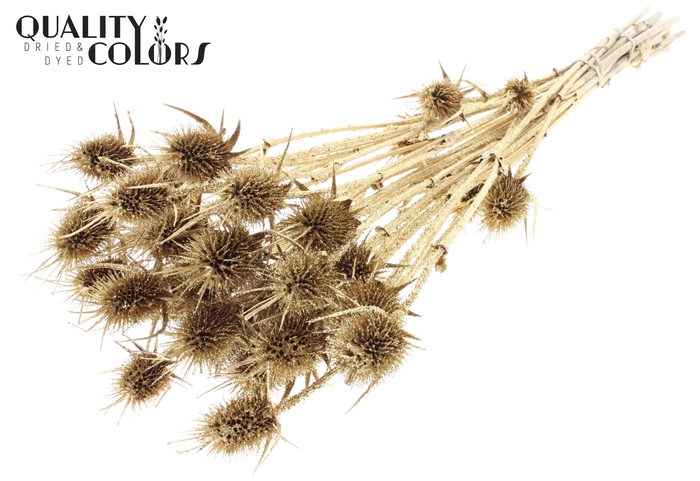 <h4>Cardi Distel Natural 10pc/bunch 55cm Antique Gold + Glitter</h4>