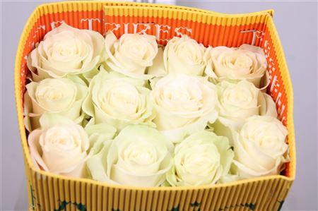 <h4>R Gr Mondial Ec</h4>