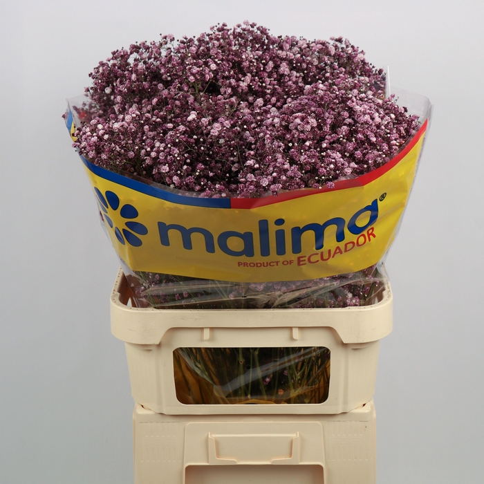 <h4>GYPS KLB H%</h4>