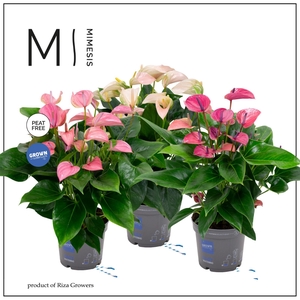 Mimesis Anthurium KARMA Specialty mix - 17 cm