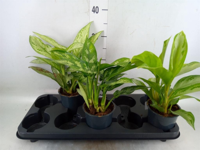 <h4>Aglaonema 'Maria'</h4>