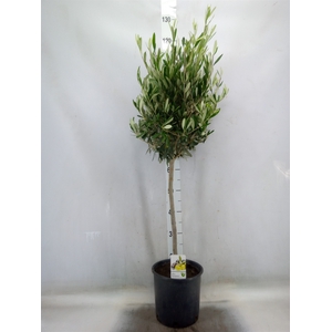 Olea europaea
