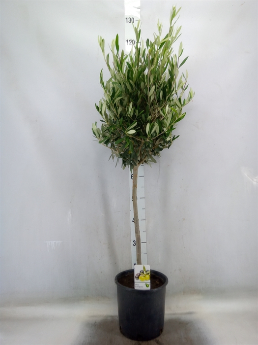 <h4>Olea europaea</h4>