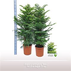 <h4>Araucaria heterophylla 'Hawaii'</h4>