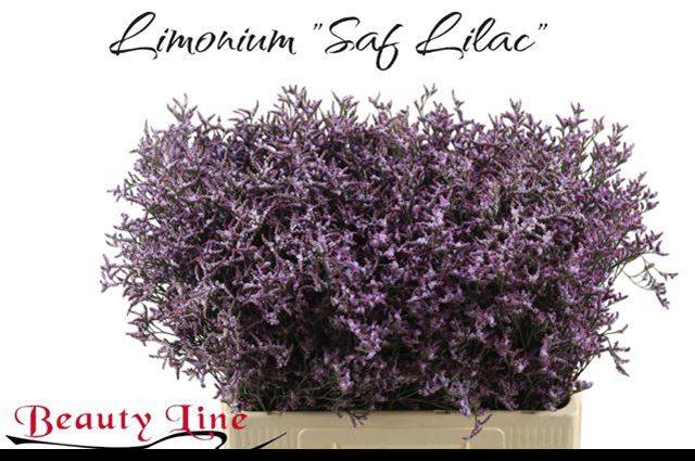 <h4>LIM SAF LILAC</h4>