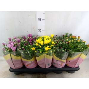 Chrysanthemum   ..mix 7