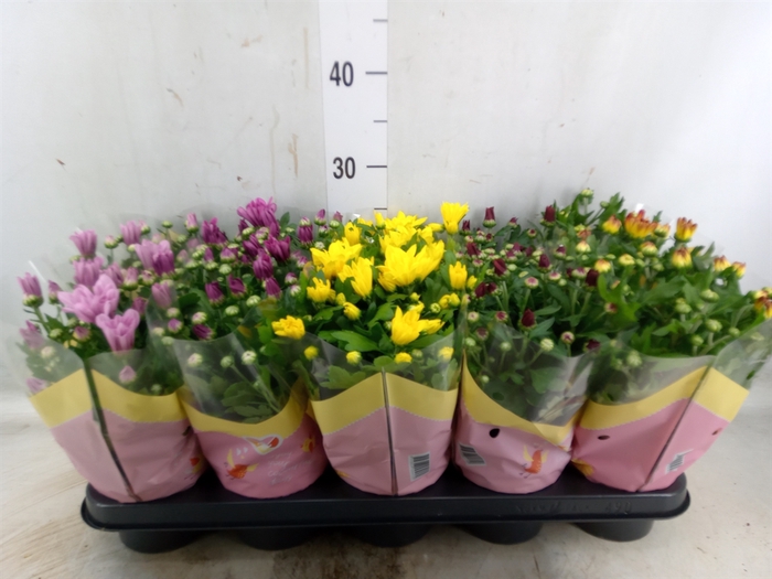 <h4>Chrysanthemum   ..mix 7</h4>