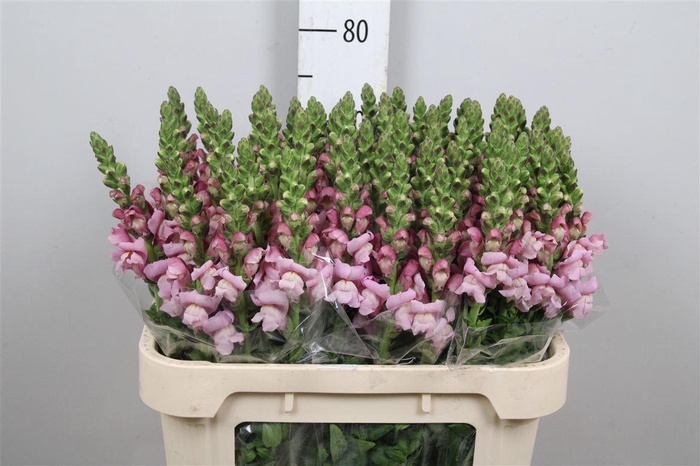 <h4>Antir Mary Lavender</h4>
