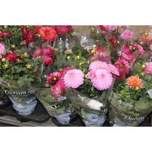 DAHLIA XXL P15