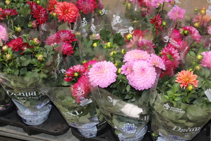 <h4>DAHLIA XXL P15</h4>