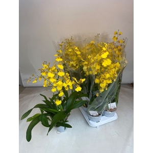 Oncidium (Cites) 12Ø 70cm 1st