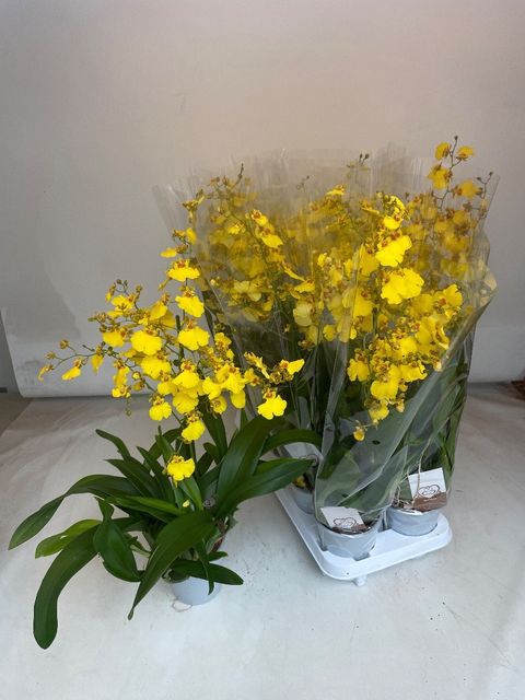 Oncidium (Cites) 12Ø 70cm 1st