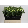 Paeonia Duchesse De Nemours