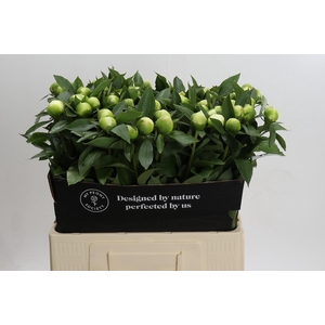 Paeonia Duchesse De Nemours