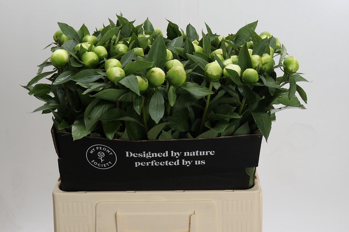 <h4>Paeonia Duchesse De Nemours</h4>