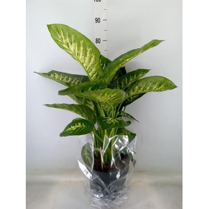 Dieffenbachia seg. 'Reeva'