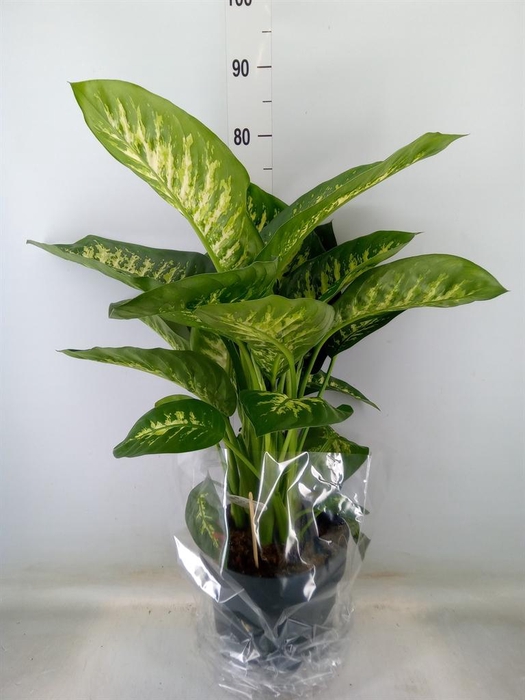 <h4>Dieffenbachia seg. 'Reeva'</h4>