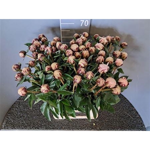 Paeo L Reine Hortens Rosa