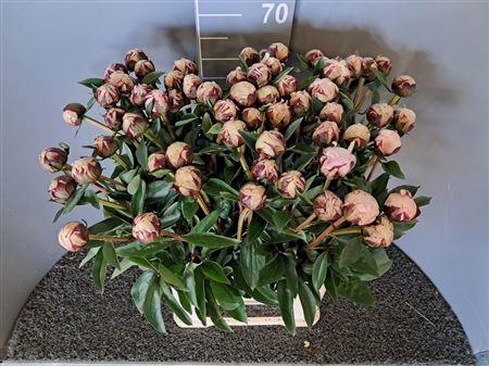 <h4>Paeo L Reine Hortens Rosa</h4>