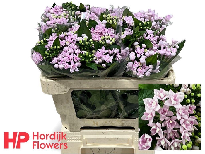 <h4>Bouvardia do princie improved</h4>