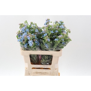 Oxy Co Tan Pure Blu