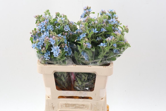 <h4>Oxy Co Tan Pure Blu</h4>