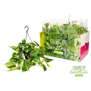 Philodendron scand. 'Brasil'