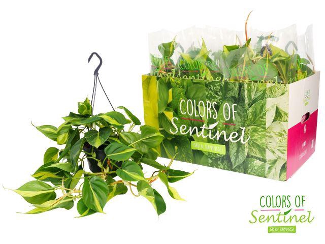 <h4>Philodendron scand. 'Brasil'</h4>