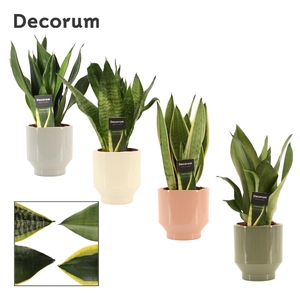 Sansevieria Super Mix 12 cm in Pato (Deco-collection)
