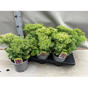 SEDUM TELEPHIUM