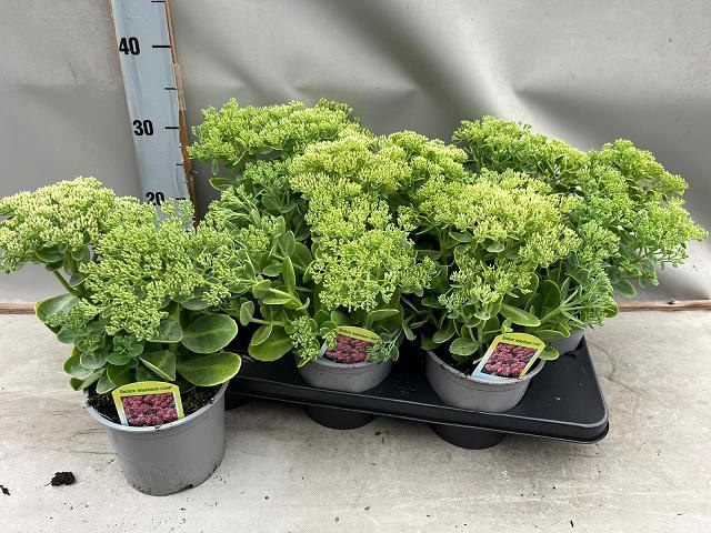 <h4>SEDUM TELEPHIUM</h4>