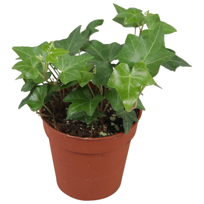 <h4>Hedera helix groen</h4>