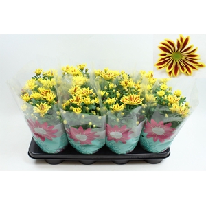 Chrysanthemum Indicum Lake Worth