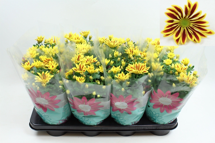 <h4>Chrysanthemum Indicum Lake Worth</h4>