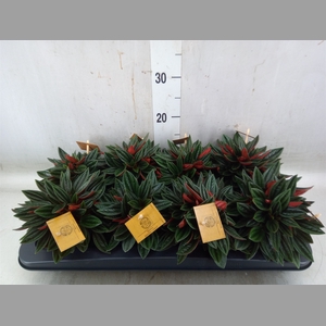 Peperomia caperata 'Rosso'