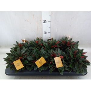 Peperomia caperata 'Rosso'