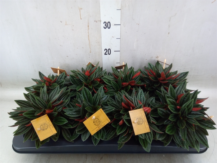 <h4>Peperomia caperata 'Rosso'</h4>