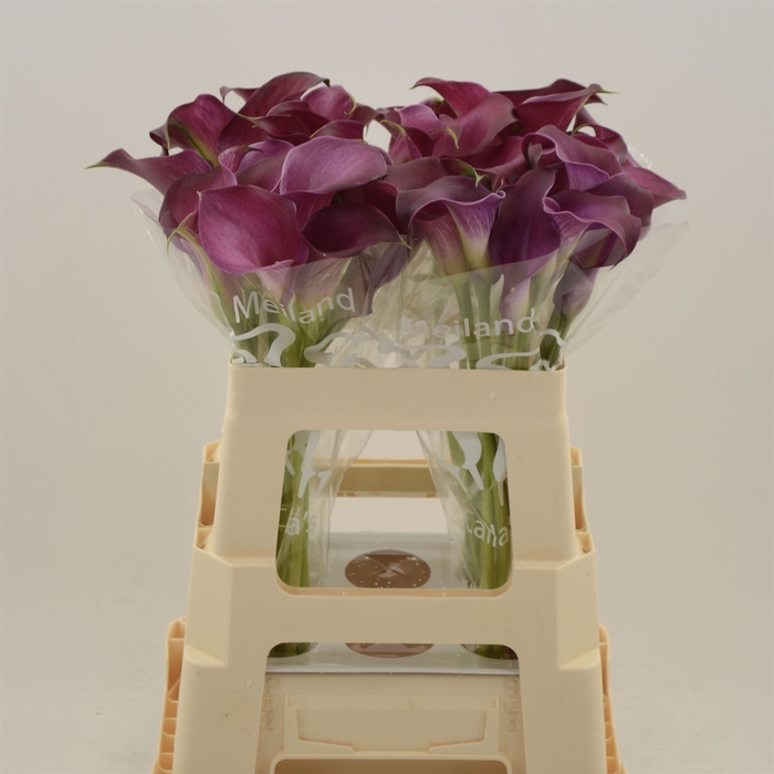 <h4>Calla Bordeaux Art</h4>