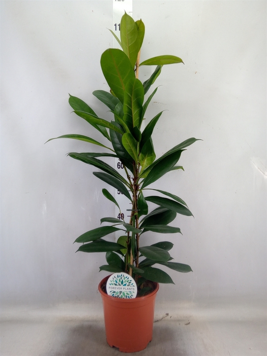 <h4>Ficus cyathistipula</h4>