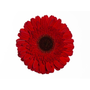 GERBERA DYNAMIC  > 10 CM DIAM < 050 CM