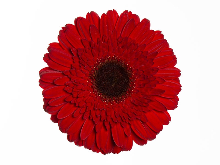 <h4>GERBERA DYNAMIC  > 10 CM DIAM < 050 CM</h4>