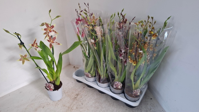 <h4>CAMBRIA GRP GEM</h4>