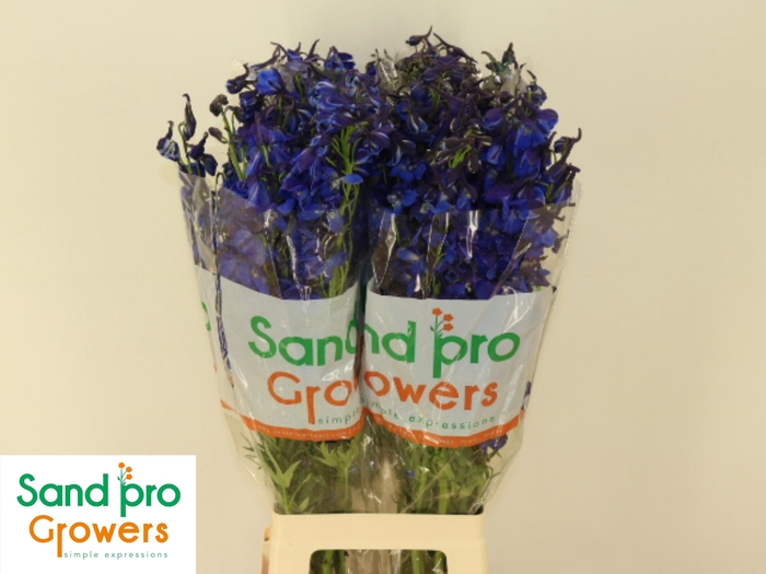 <h4>DELPH EN DONNA</h4>