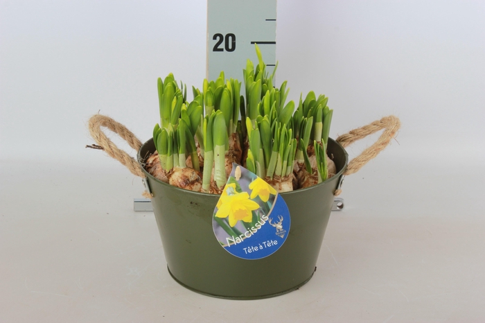 <h4>ARR NARCISSUS</h4>