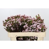 Kaaps Groen Erica Four Sisters