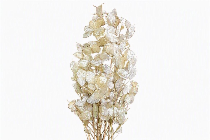 <h4>Dried Lunaria Nat Bleached Super 10st Bunch</h4>