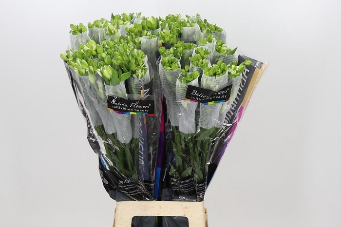 <h4>Alstroemeria Florinca Paradiso</h4>