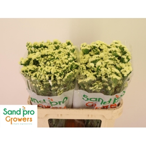 LIM S STARLIGHT WING