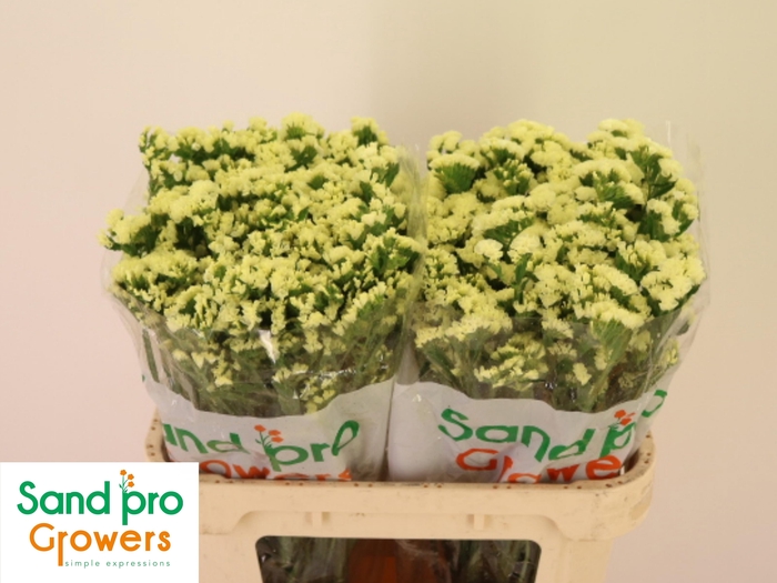 <h4>LIM S STARLIGHT WING</h4>